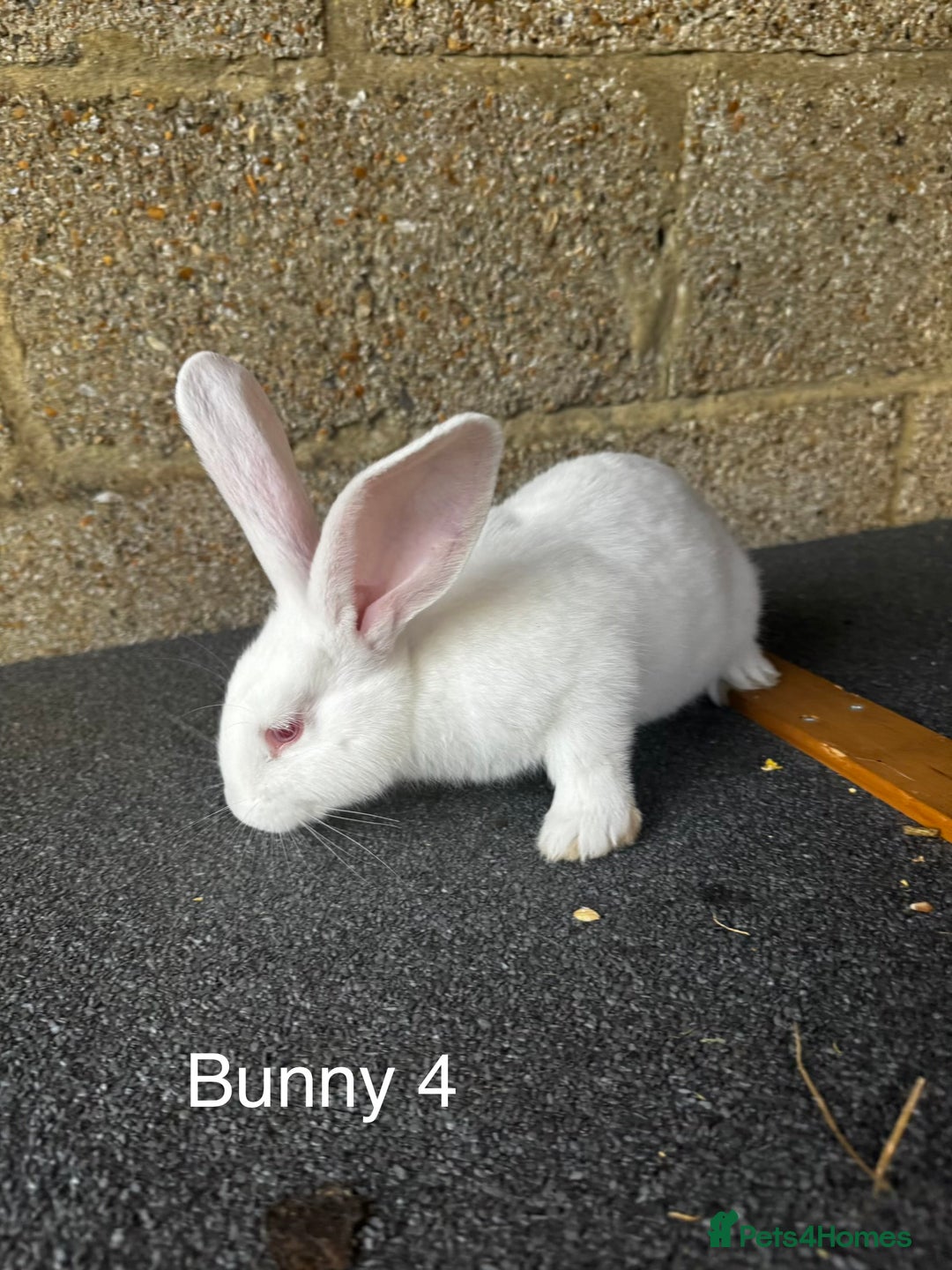 Continental Giant rabbits for sale: Pure continental giant rabbits - Image 10