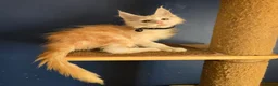 Maine Coon cats for sale: Tica MaineCoon  - Advert 19