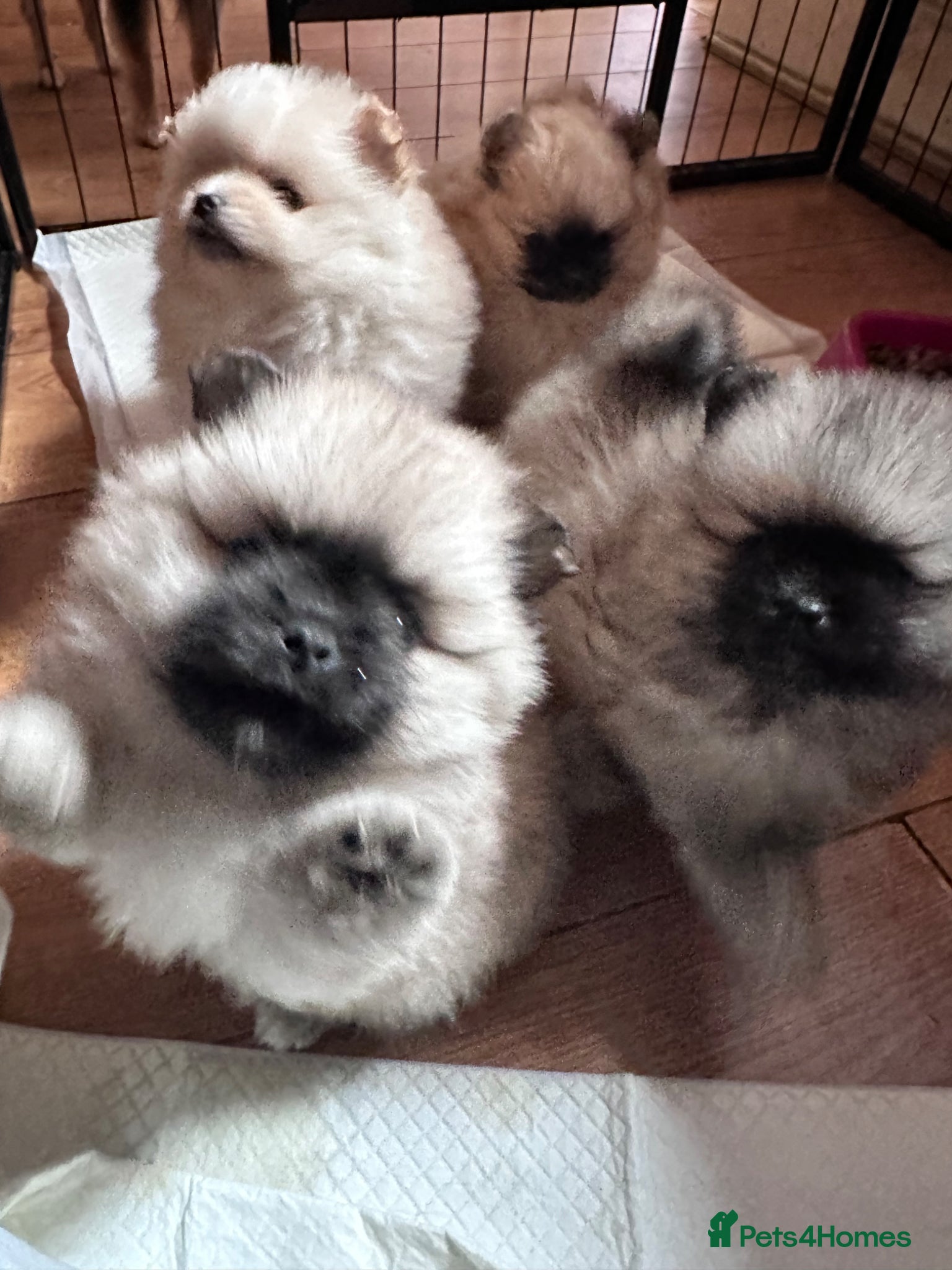 Pomeranian dogs Double Champion Lines Pomeranian KC Reg - Advert 4