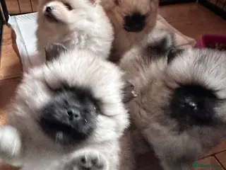 Pomeranian dogs Double Champion Lines Pomeranian KC Reg - Advert 4
