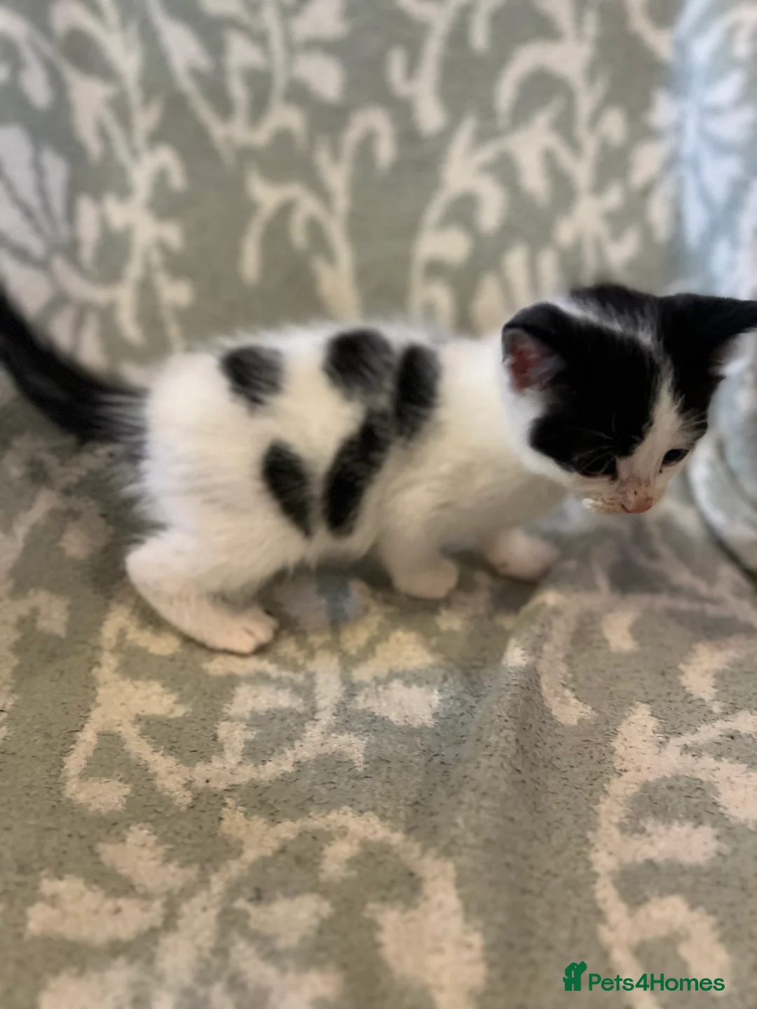 Mixed Breed cats for sale: Mixed kitten  - Advert 28