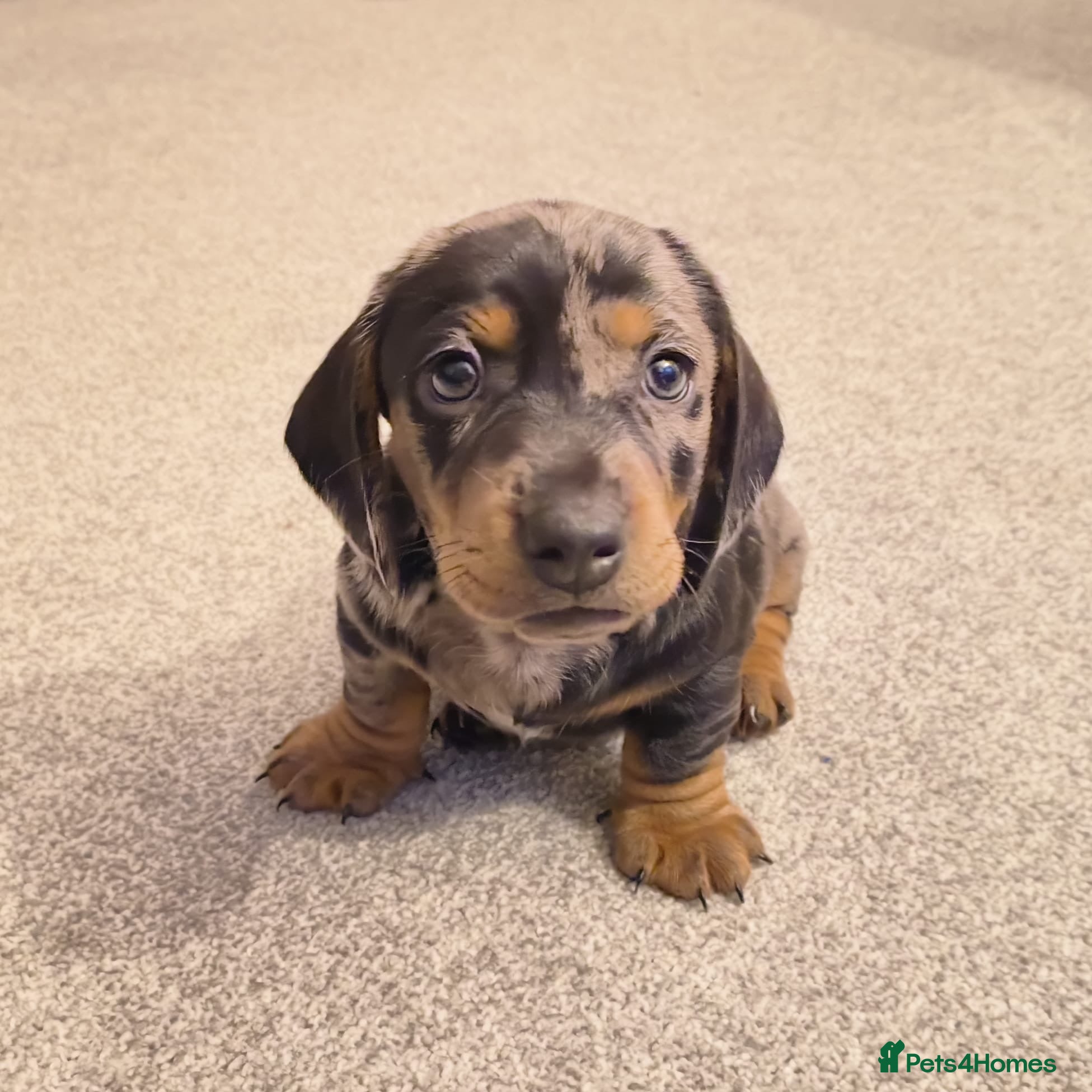 Dachshund dogs Dachshund puppies - Advert 2