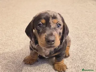 Dachshund dogs Dachshund puppies - Advert 9