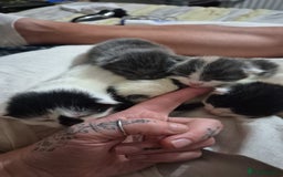 Mixed Breed cats for sale: Mixed kittens  - Image 4