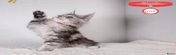 Maine Coon cats for sale: XL Stunning Maine Coon / TICA /Ready - Advert 12
