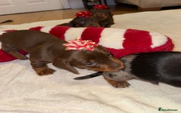Miniature Dachshund dogs for sale: Miniature Dachshund puppies. Readying Soon! - Image 5