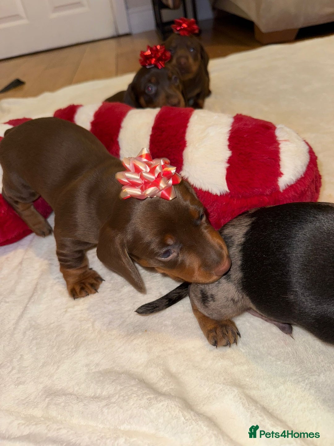 Miniature Dachshund dogs for sale: Miniature Dachshund puppies. Readying Soon! - Image 5