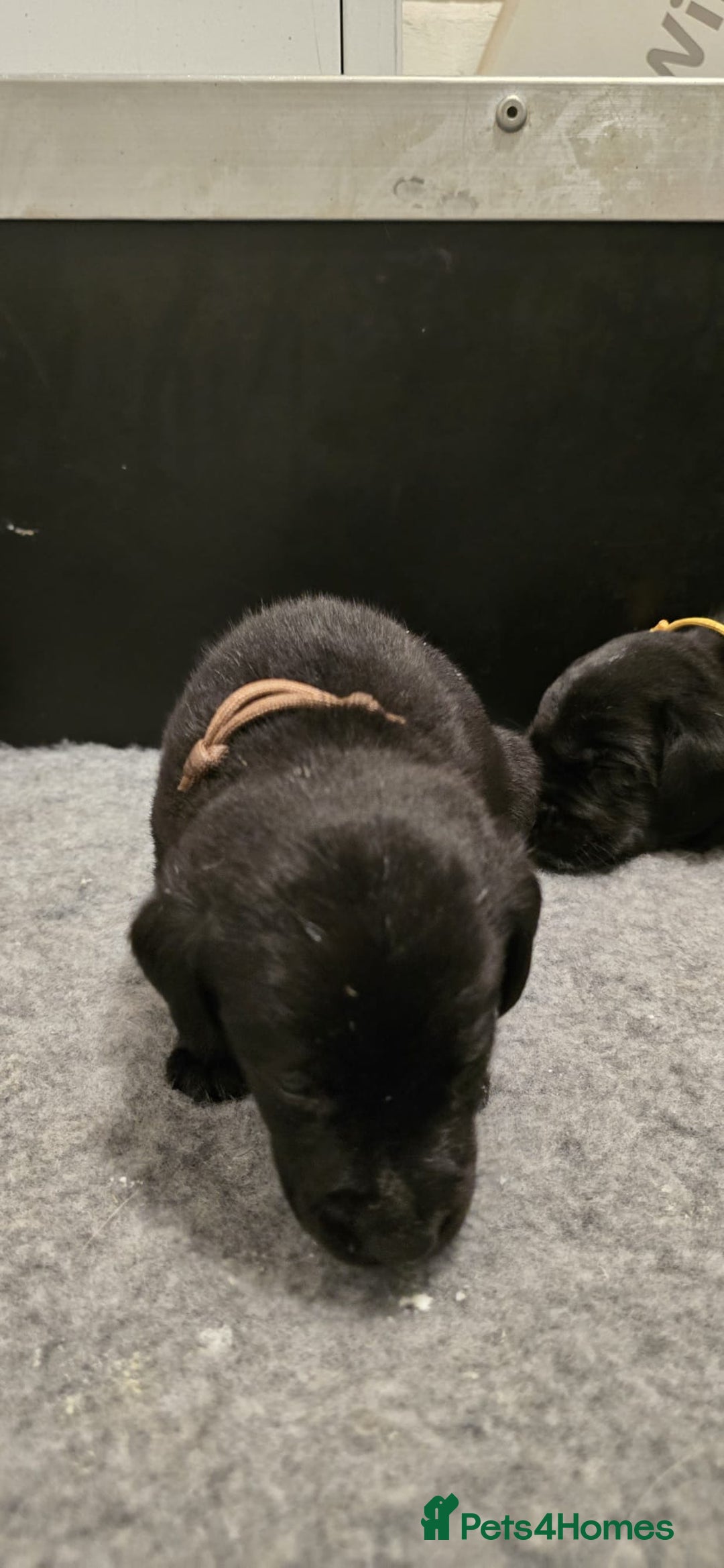Labrador Retriever dogs for sale: Beautiful boys - Image 8