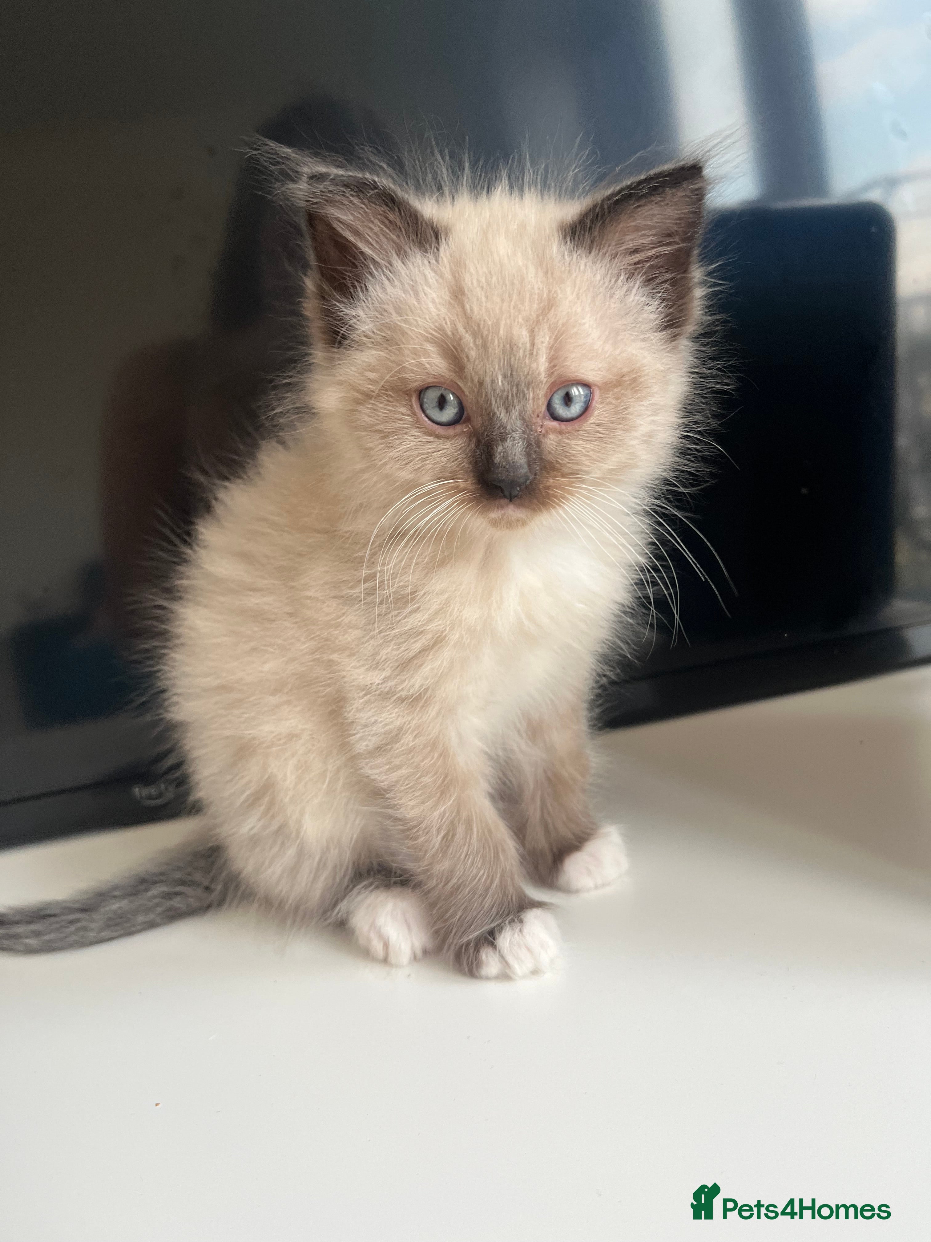 Ragdoll cats PUREBRED RAGDOLL KITTENS READY TO LEAVE SOON!  - Advert 2