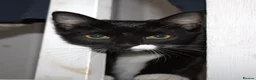 Mixed Breed cats for sale: Beautiful Black & White Tuxedo Female Kitten - Advert 4