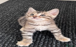 Bengal cats for sale: Stunning Silver Bengal Kittens 😻 - Image 30