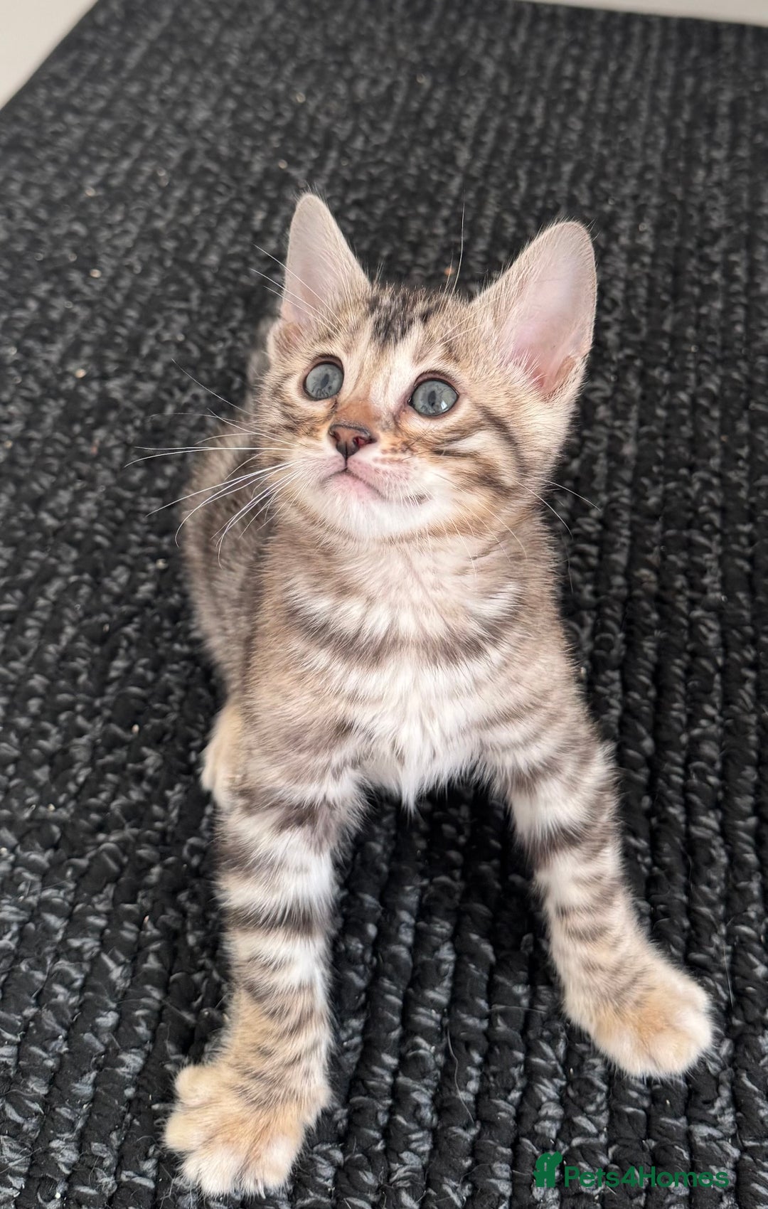 Bengal cats for sale: Stunning Silver Bengal Kittens 😻 - Image 30