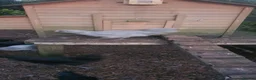 Chickens poultry for sale: Araucana cockerels  in Crewe - Advert 5