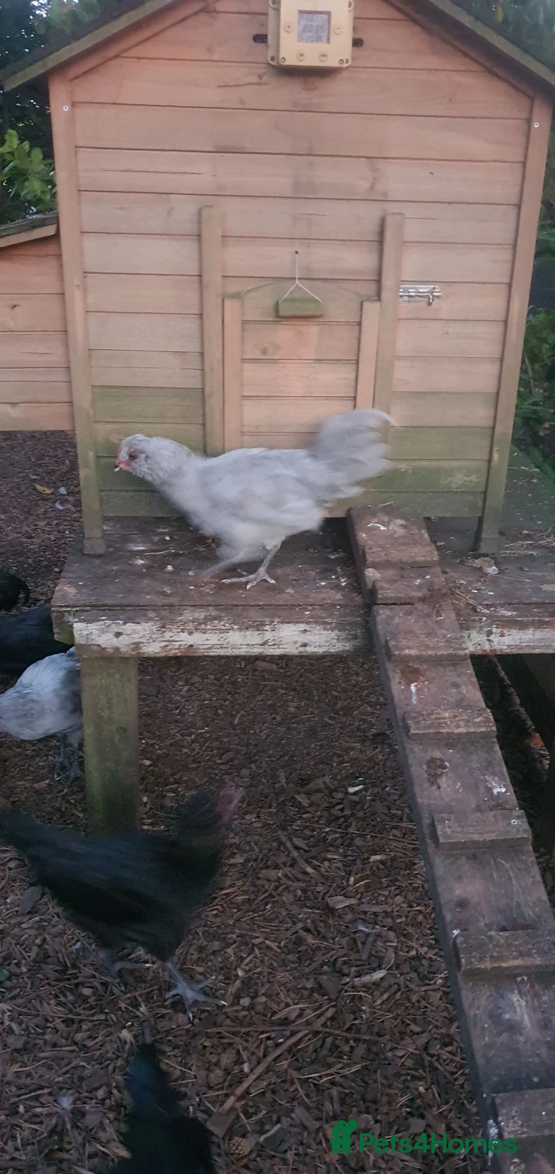Chickens poultry for sale: Araucana cockerels  in Crewe - Advert 5