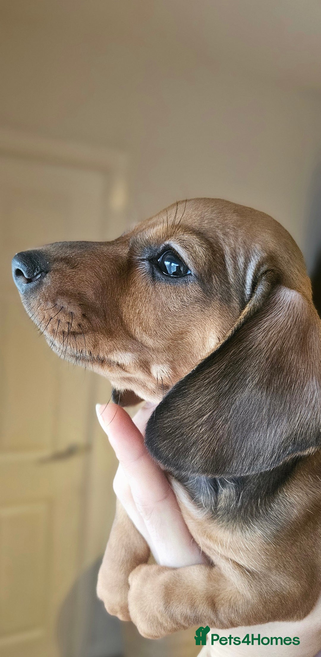 Miniature Dachshund dogs for sale: KC registered  PRA clear girls READY TO LEAVE  - Advert 5
