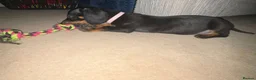 Miniature Dachshund dogs for sale: 2 girl miniature Dachshunds in Bridlington - Advert 5
