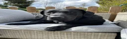 Labrador Retriever dogs for sale: 6 year old Black Labrador  in Ipswich - Advert 2
