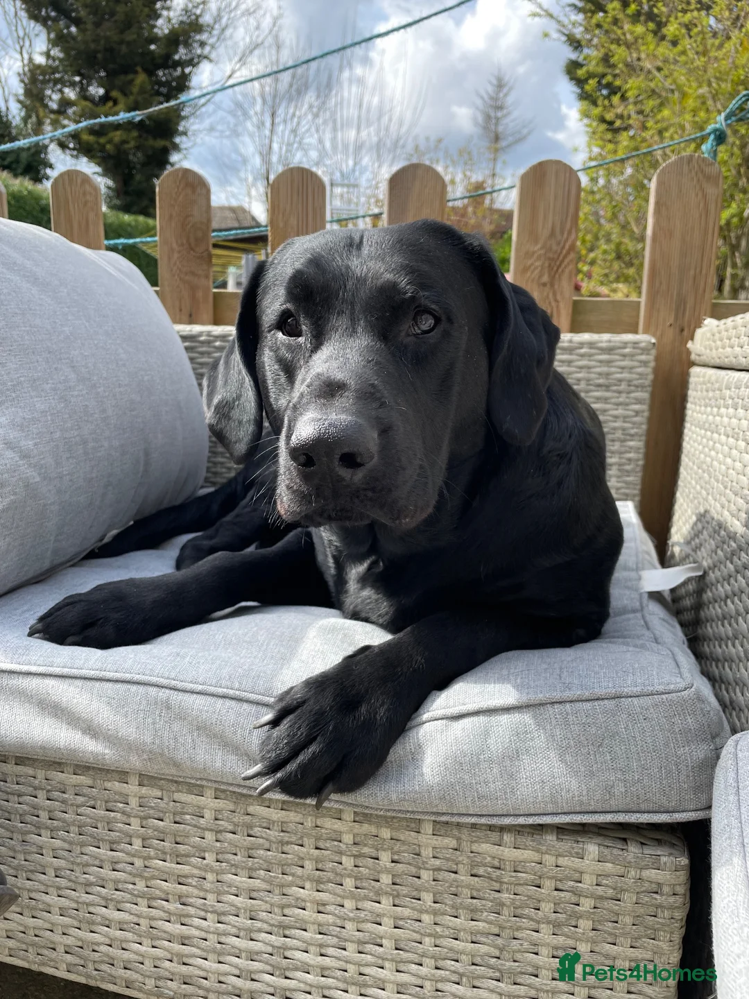 Labrador Retriever dogs for sale: 6 year old Black Labrador  in Ipswich - Advert 2