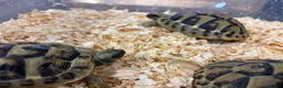 Hermann Tortoise reptiles for sale: Baby Herman Hatchlings - Advert 3