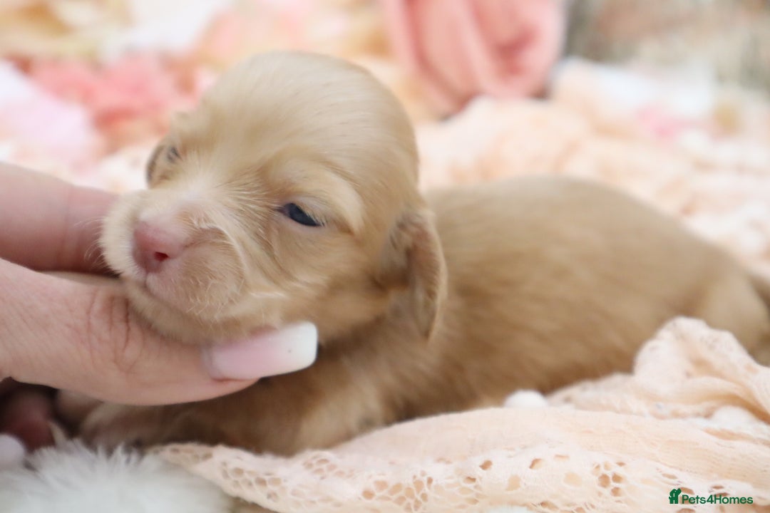 Miniature Dachshund dogs for sale: KC Longhair Miniature Dachshund Puppies - Image 14