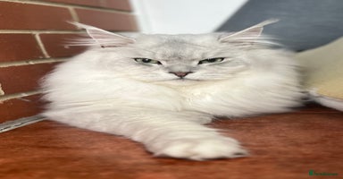 Maine Coon cats - Advert 3
