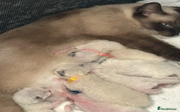 Ragdoll cats for sale: Ragdoll - Ready now - Image 9