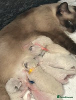 Ragdoll cats - Advert 3