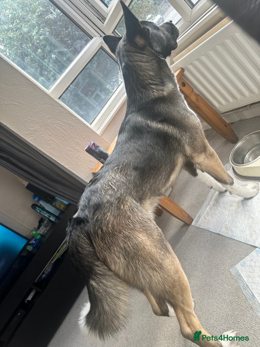 Mixed Breed dogs for sale: Milo for sale - Image 5