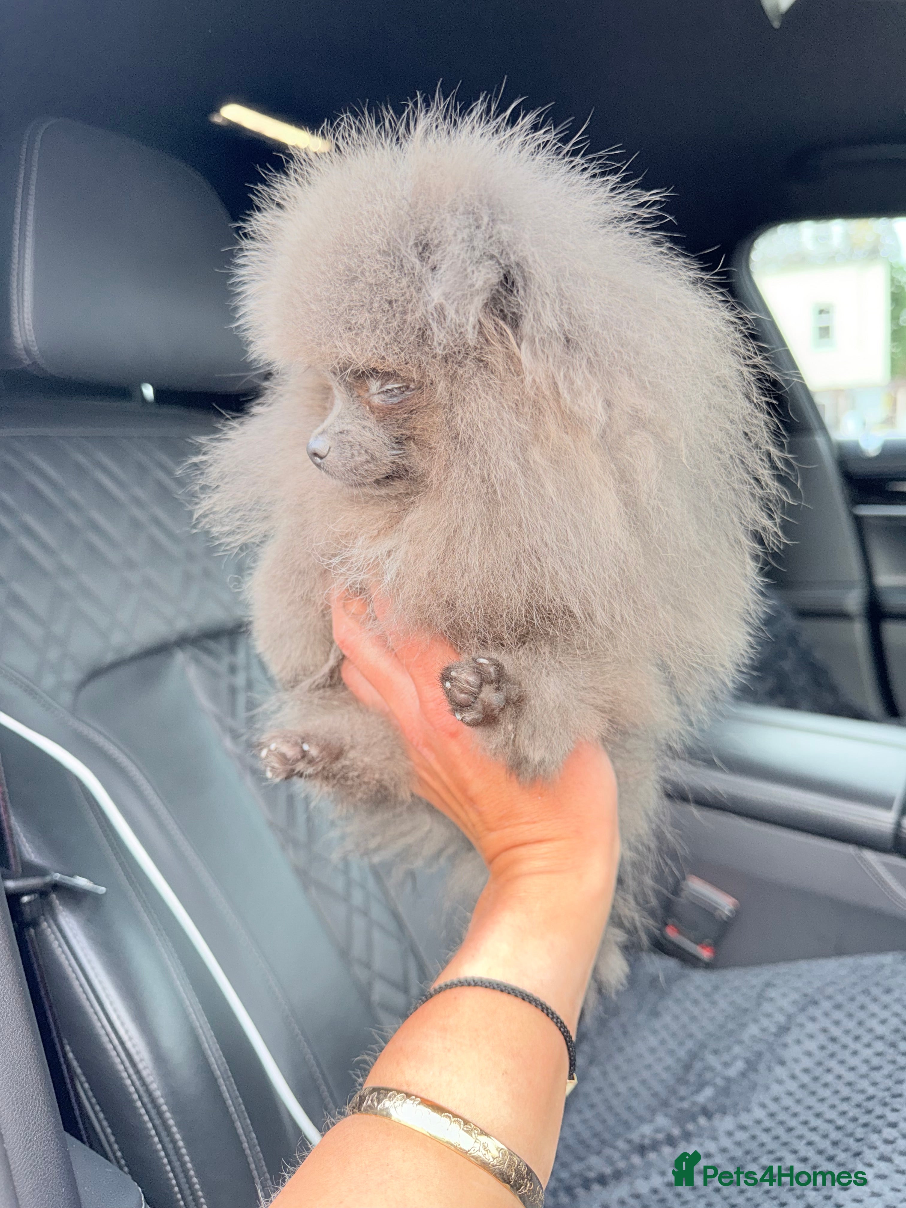 Pomeranian dogs  Pomeranian just weighing 0.98kg blue Girl  - Advert 10