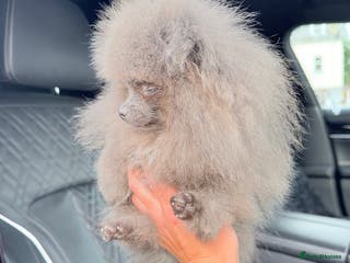 Pomeranian dogs Pomeranian - Advert 3