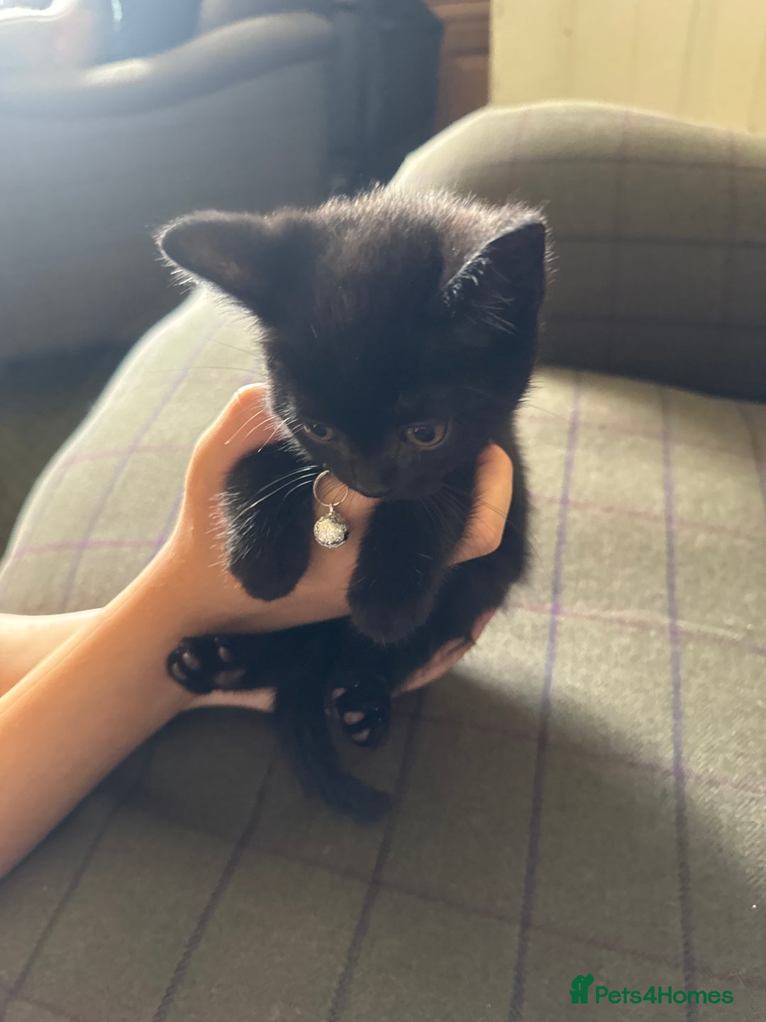Mixed Breed cats for sale: 3 black British short haired x ragdoll kittens - Image 18