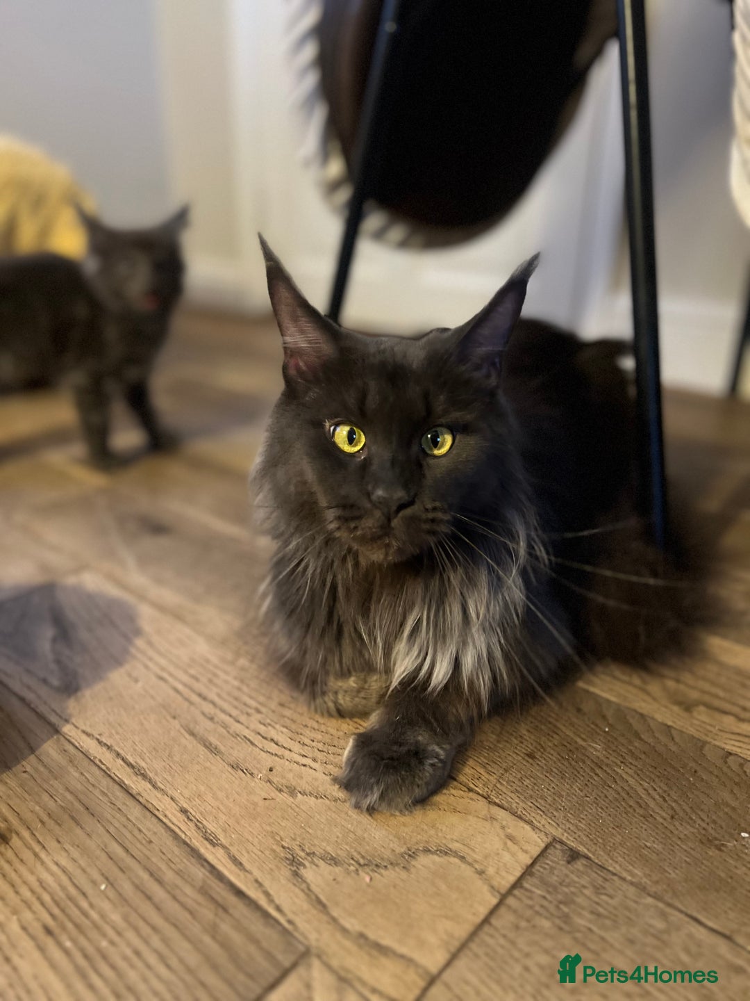 Maine Coon cats for sale: Chunky and fluffy Mainecoon kittens - Image 20