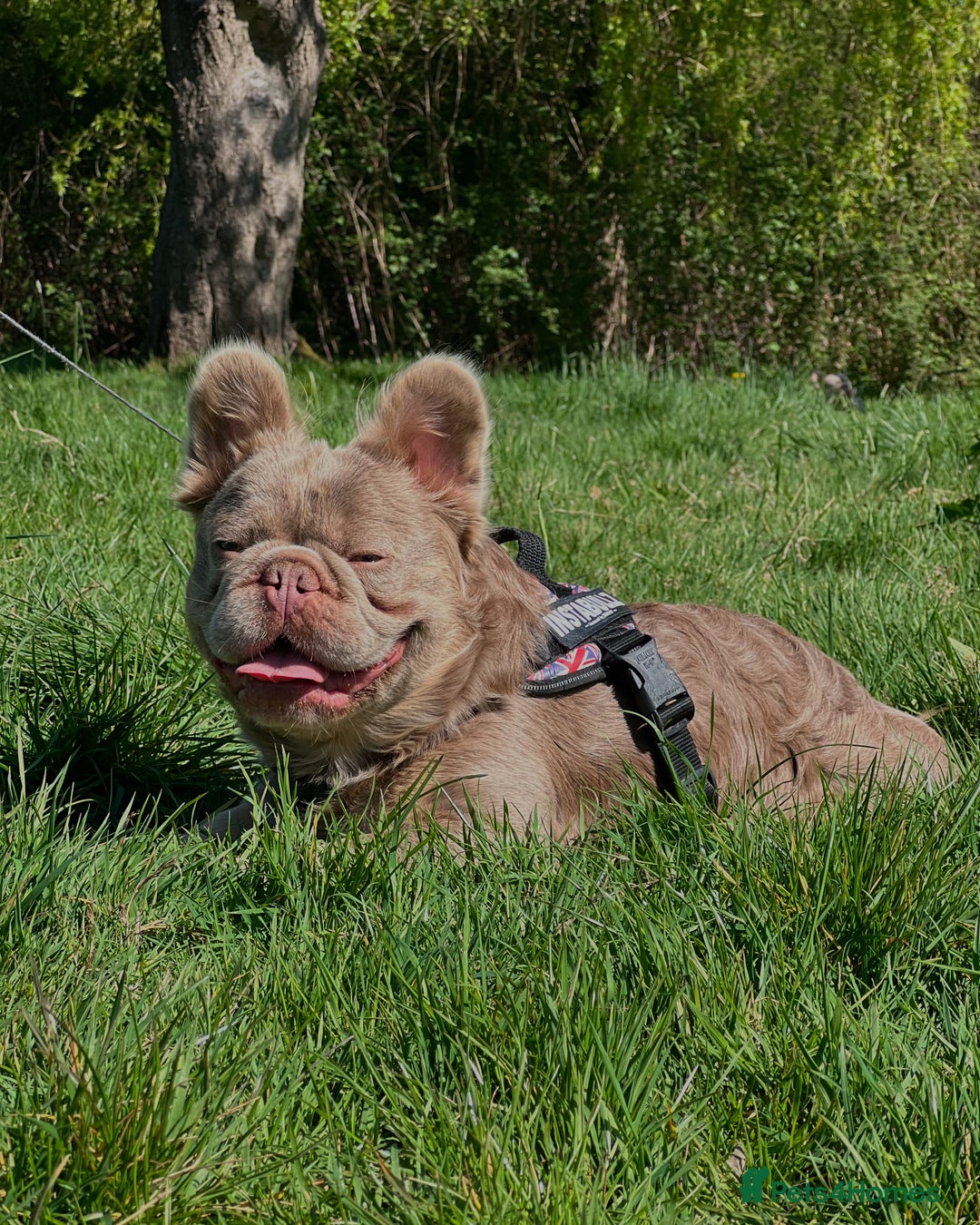 French Bulldog dogs for stud: 🦁GIZMO🦁 in Manchester - Image 2