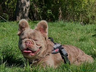 French Bulldog dogs in Manchester - Advert 40