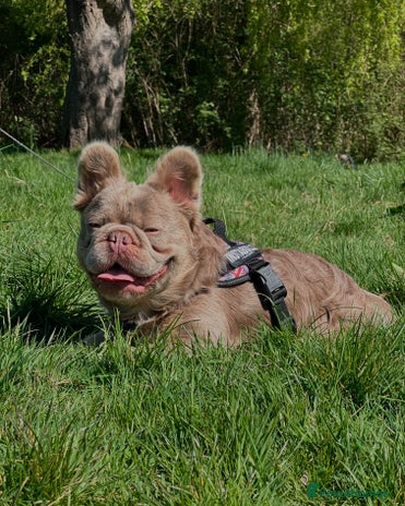French Bulldog dogs in Manchester - Advert 2