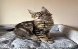 Maine Coon cats for sale: Pure Maine coon - Image 1