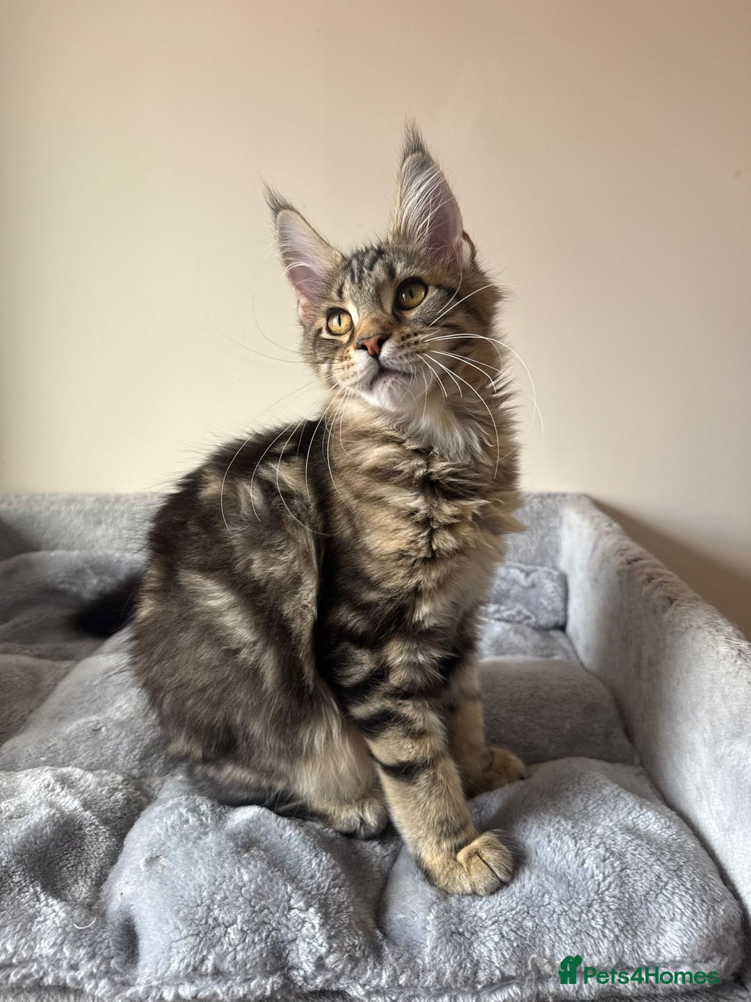 Maine Coon cats for sale: Pure Maine coon - Image 1
