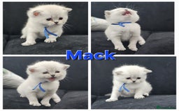 British Shorthair cats for sale: BSH kittens for sale ( 1 Male left ) - Image 21
