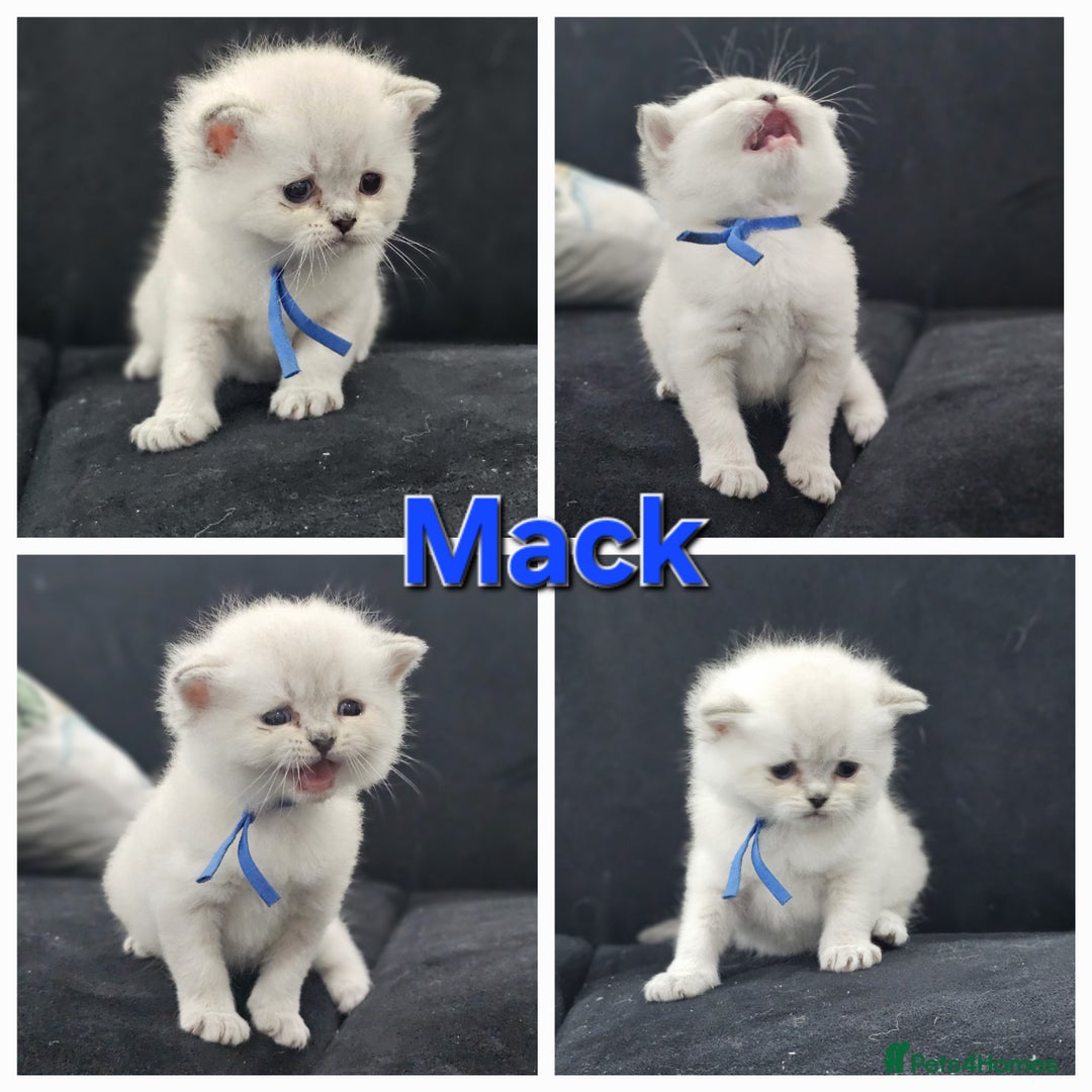 British Shorthair cats for sale: BSH kittens for sale ( 1 Male left ) - Image 21