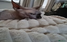 Sphynx cats for stud: Sphynx for stud - Image 2