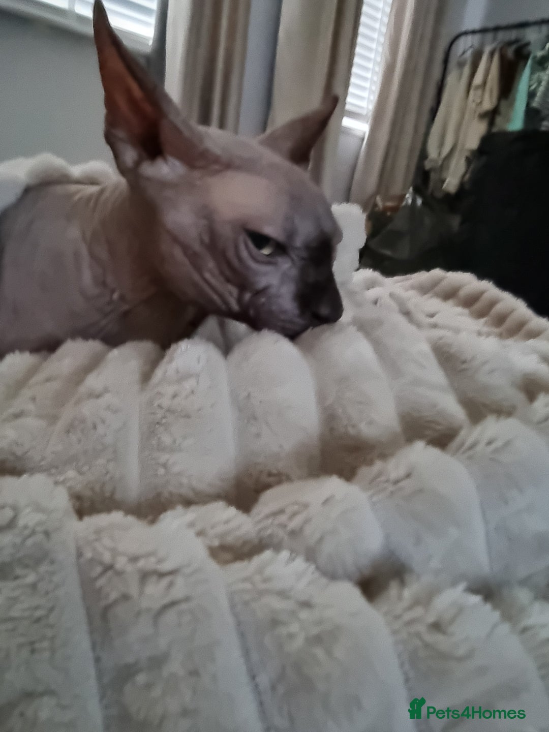 Sphynx cats for stud: Sphynx for stud - Image 2