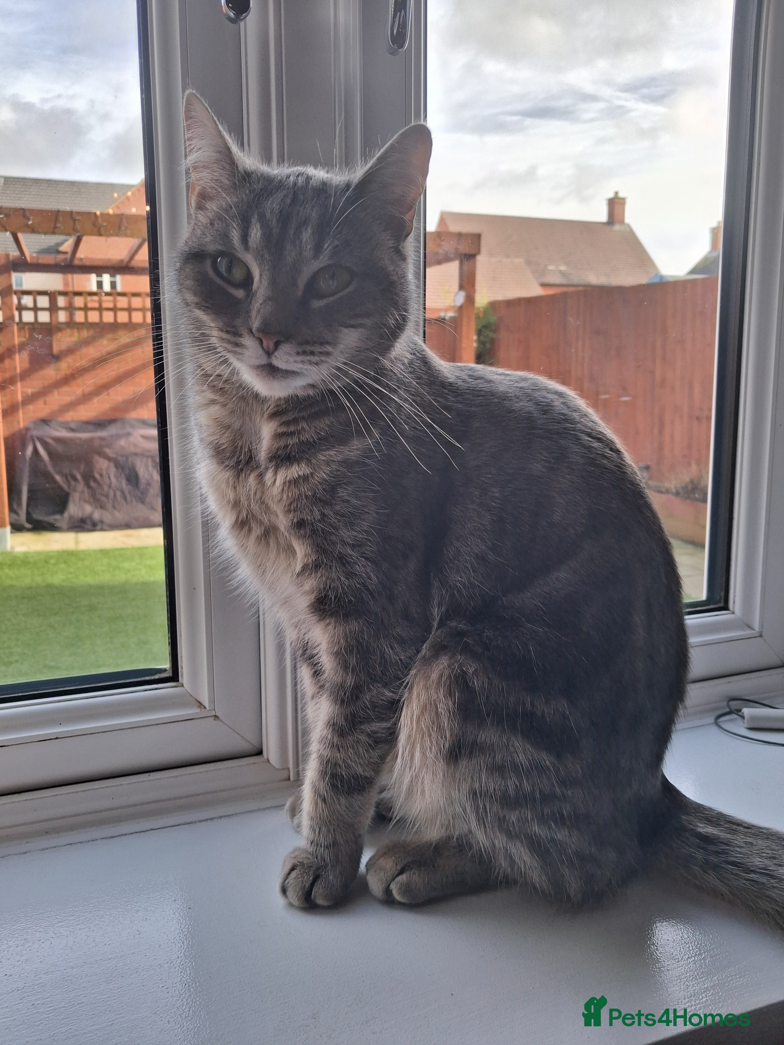 Domestic Shorthair cats Meet Luna - Advert 10