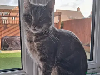 Domestic Shorthair cats Meet Luna - Advert 10