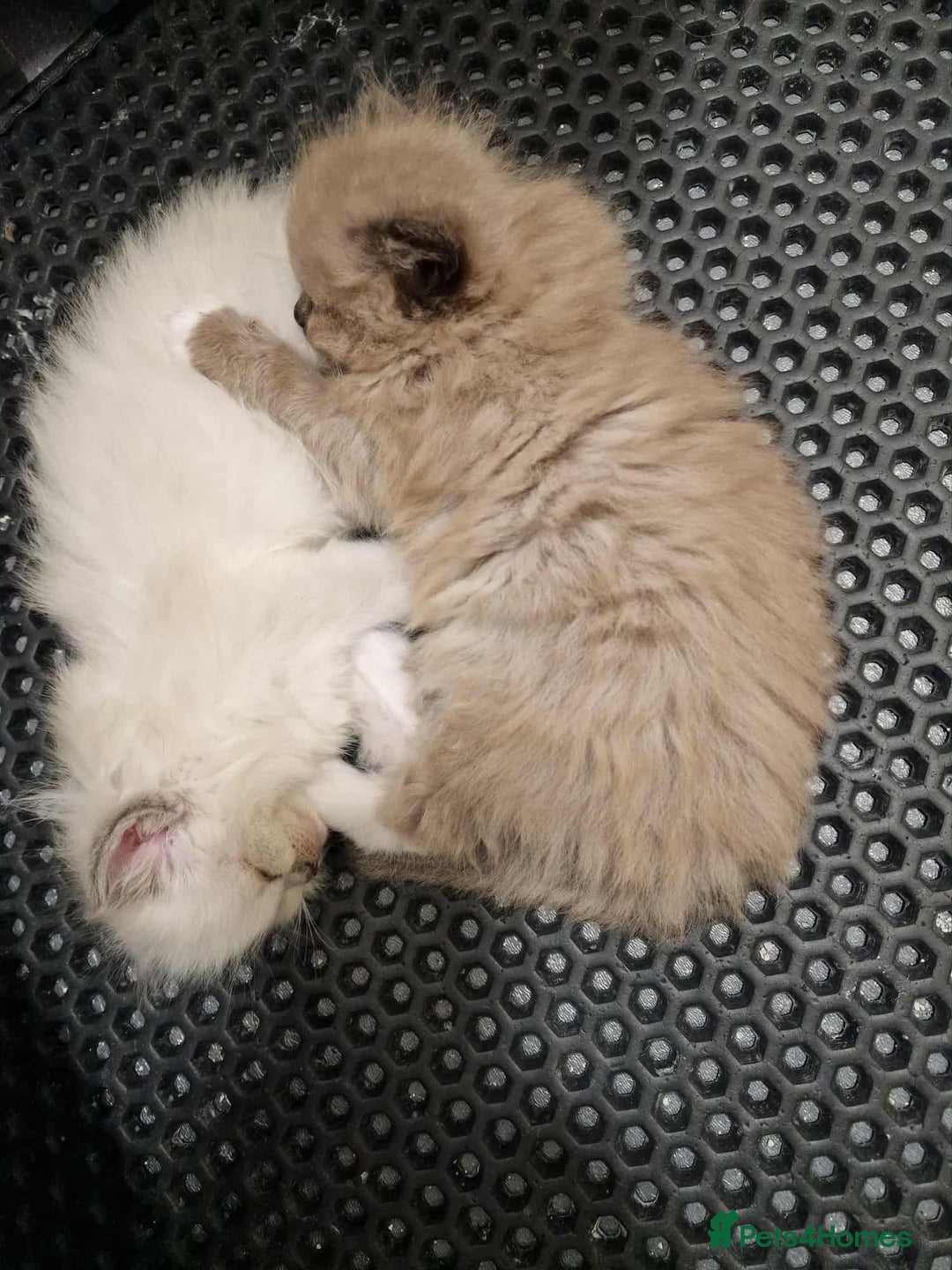 Ragdoll cats for sale: Stunning TICA Ragdoll Kittens - Mink, Sepia,  - Advert 7