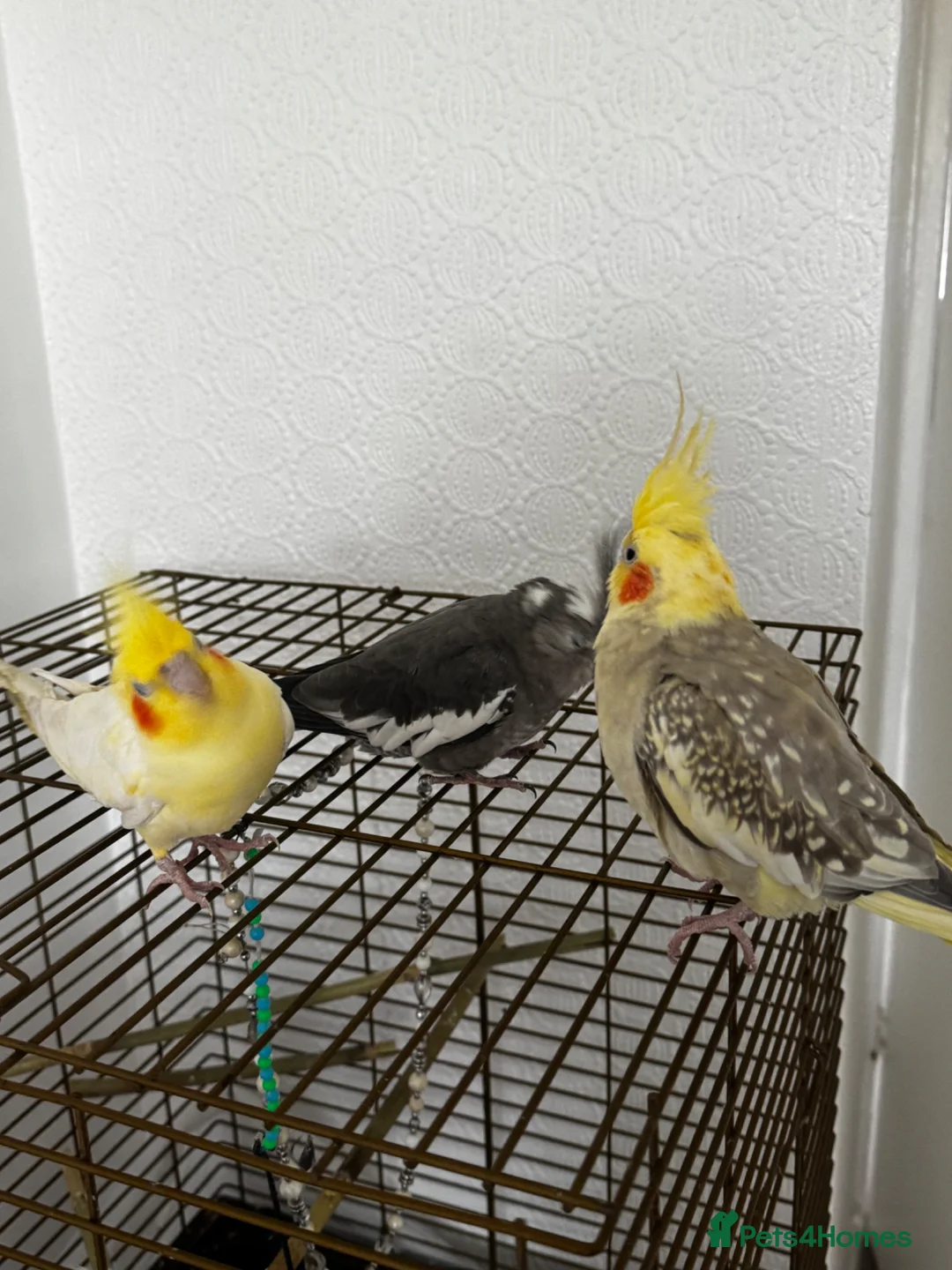 Cockatiels birds for sale: 3 aviary cockatiels for sale in Liverpool - Advert 8