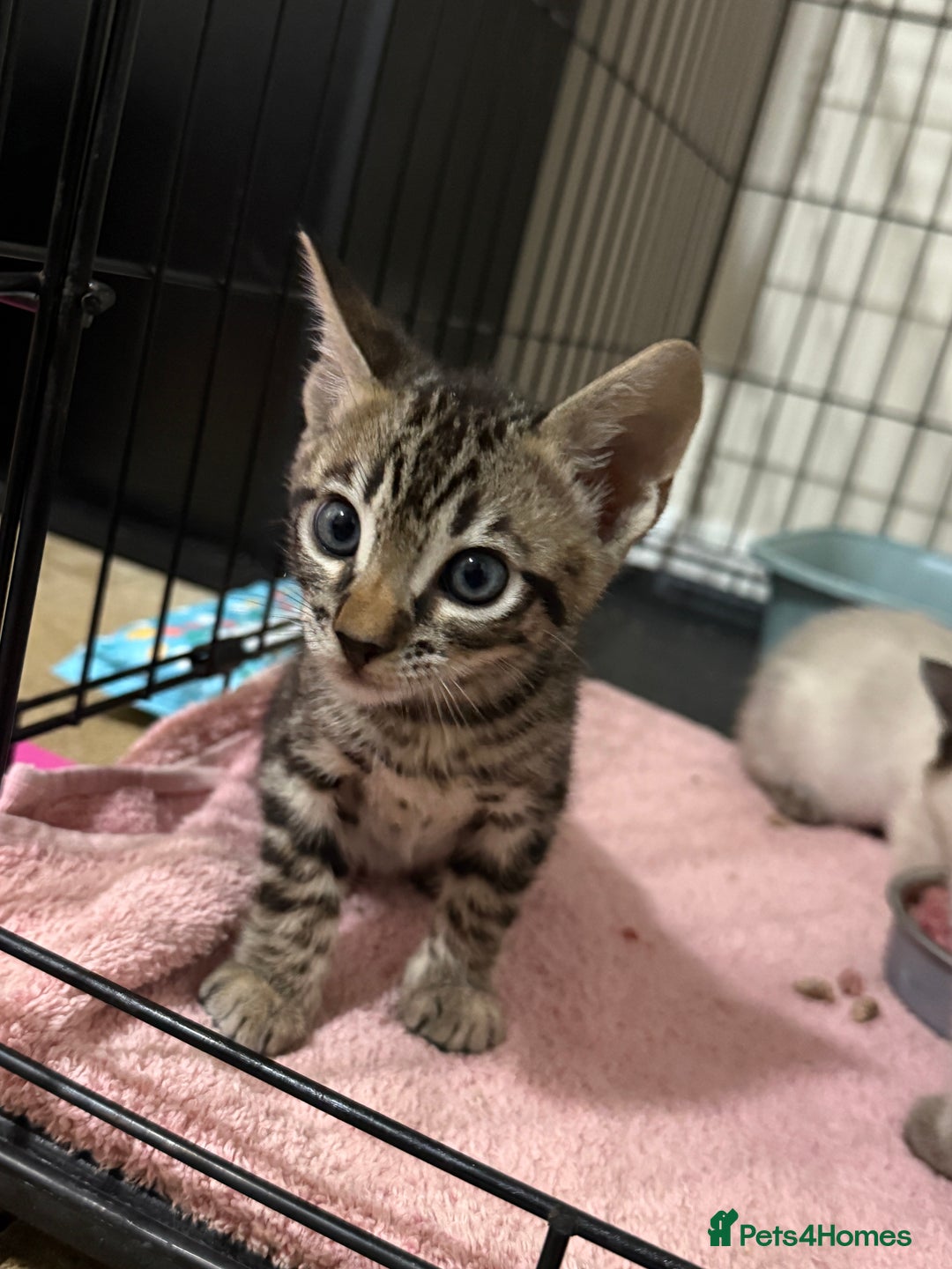 Bengal cats for sale: Bengal x Siamese kittens  - Image 3