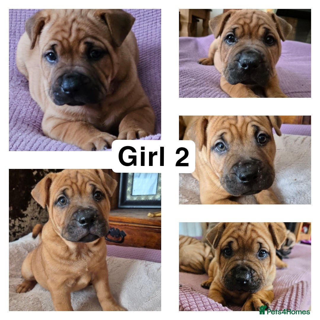 Shar Pei dogs for sale: Shar pei pups READY NOW - Image 4