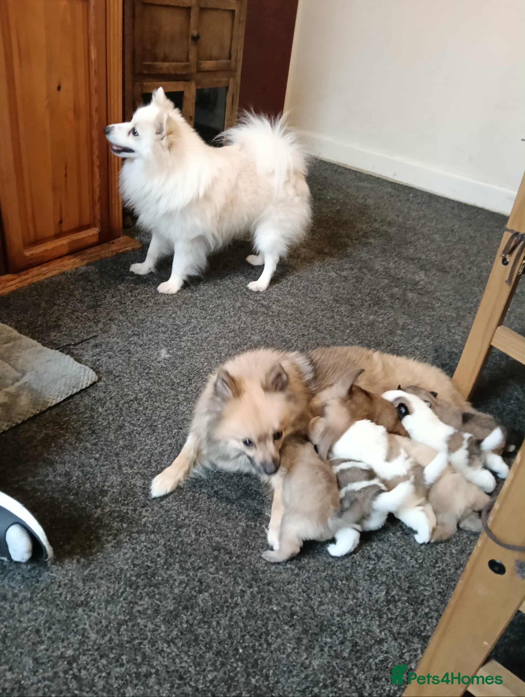 Pomeranian dogs for sale: Pomeranian puppies looking for their forever homes - Image 13
