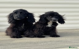Cocker Spaniel dogs for sale: cocker spaniel two boy puppy’s left - Image 2