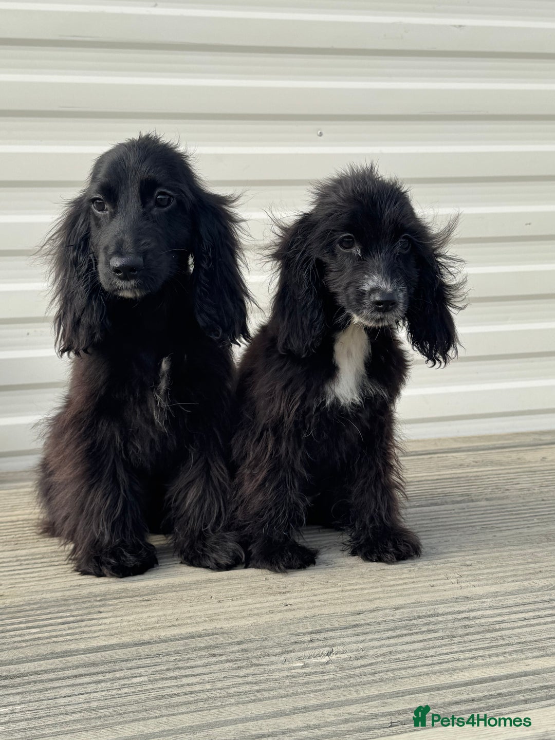 Cocker Spaniel dogs for sale: cocker spaniel two boy puppy’s left - Image 2